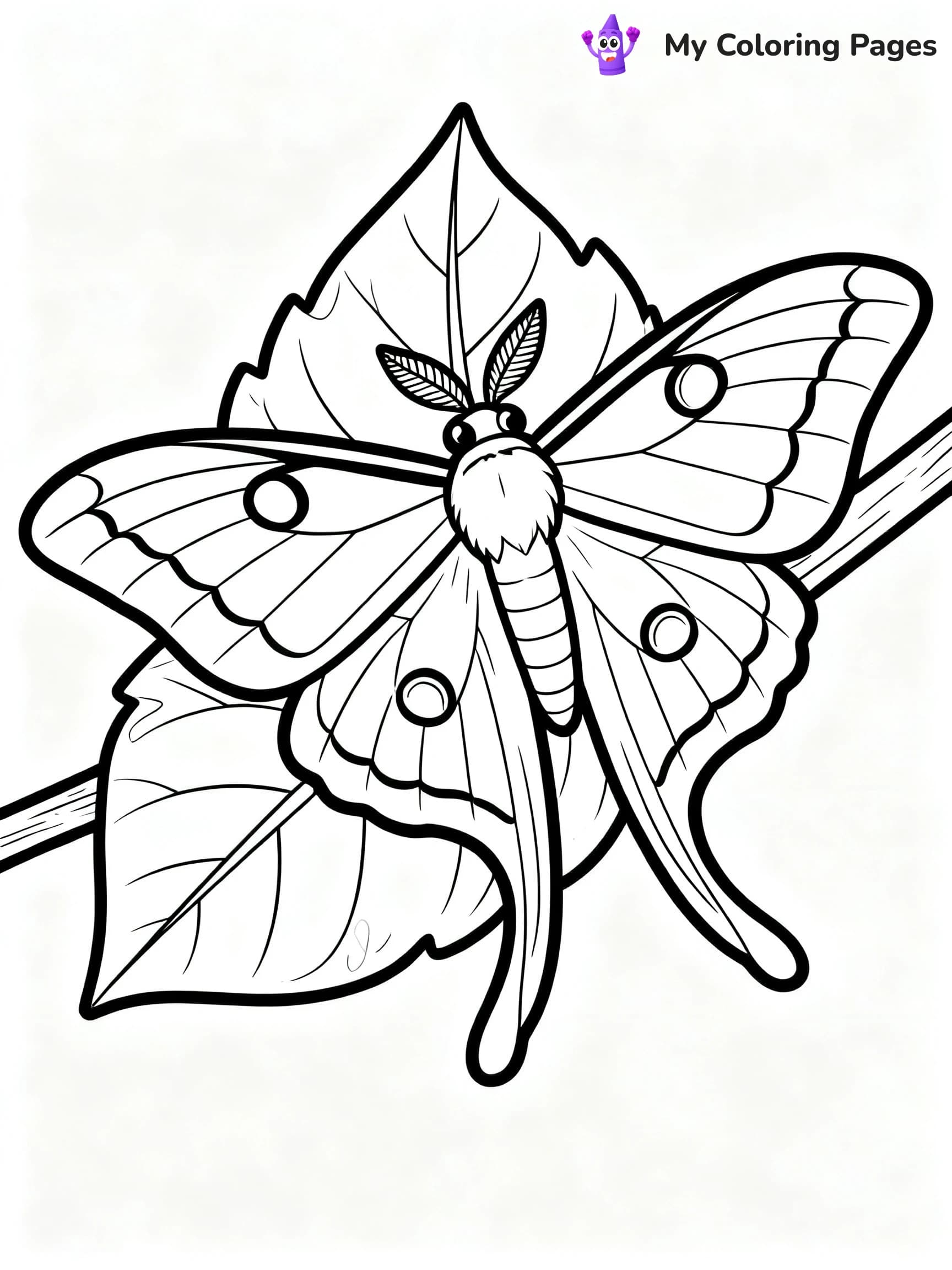 Luna Moth Coloring Pages - 22