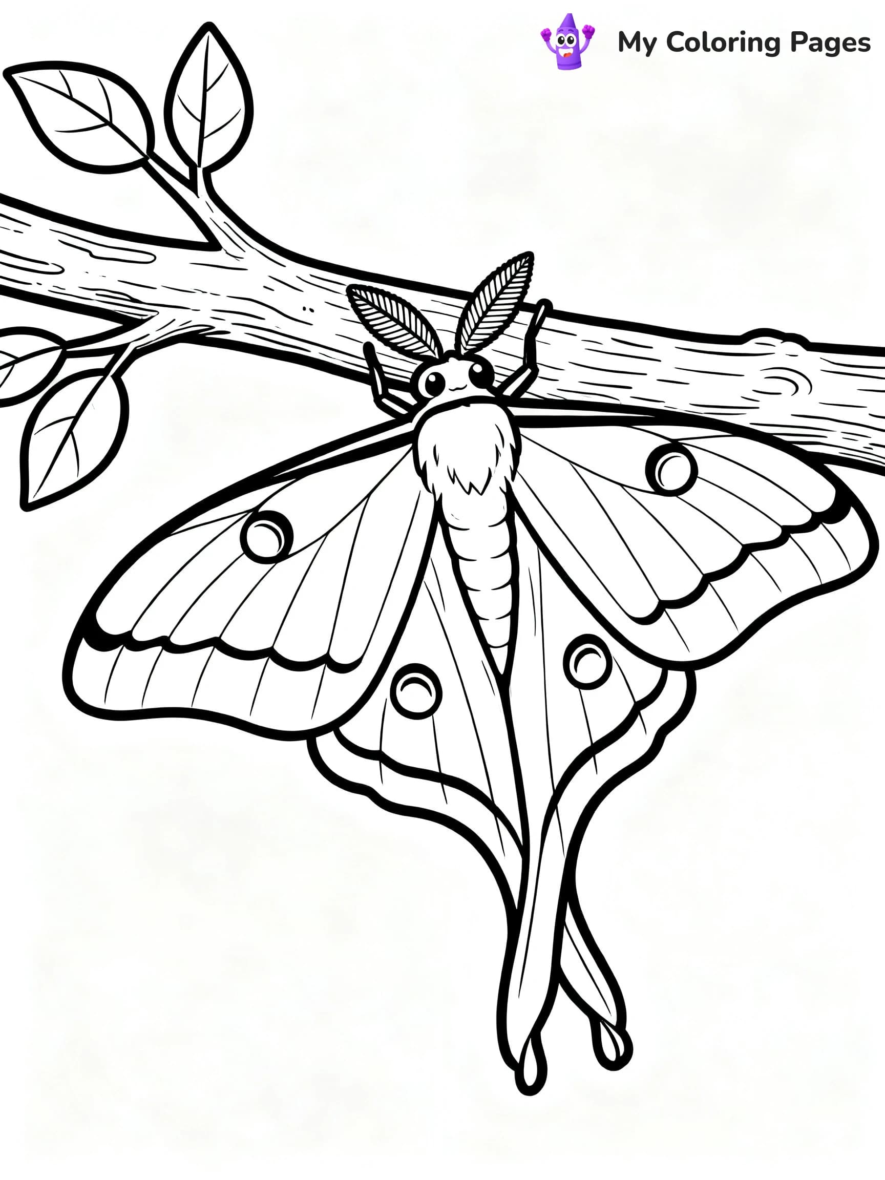 Luna Moth Coloring Pages - 7