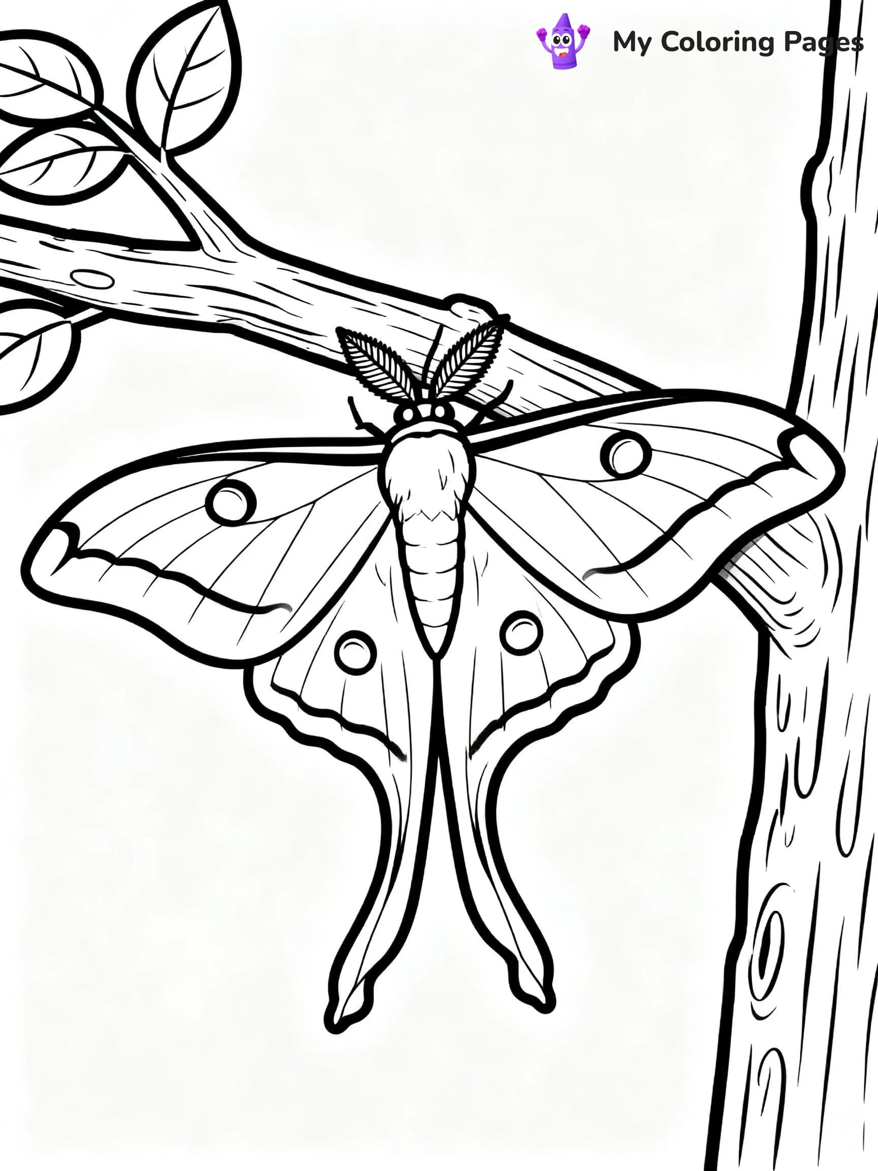 Luna Moth Coloring Pages - 6