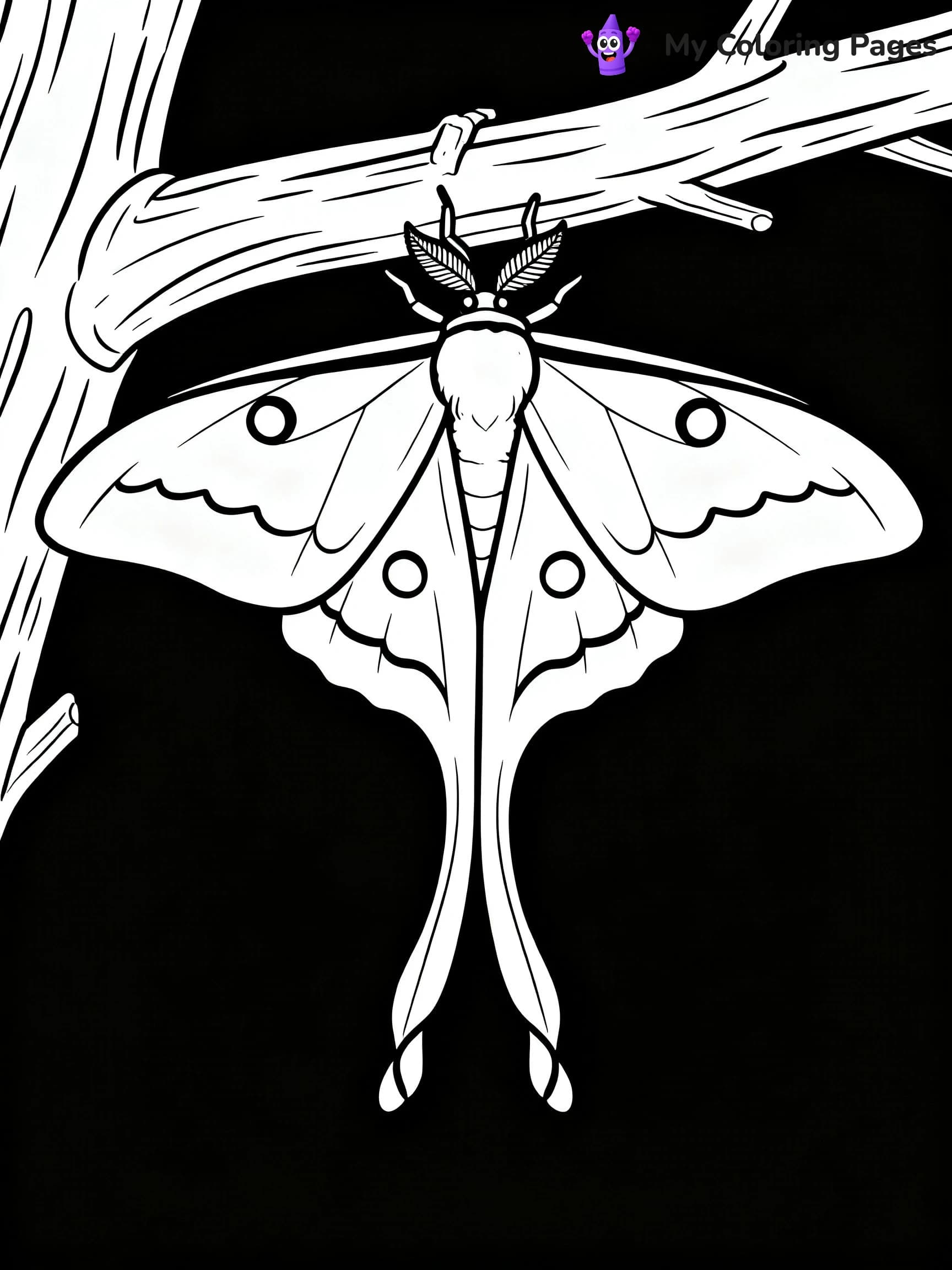 Luna Moth Coloring Pages - 4