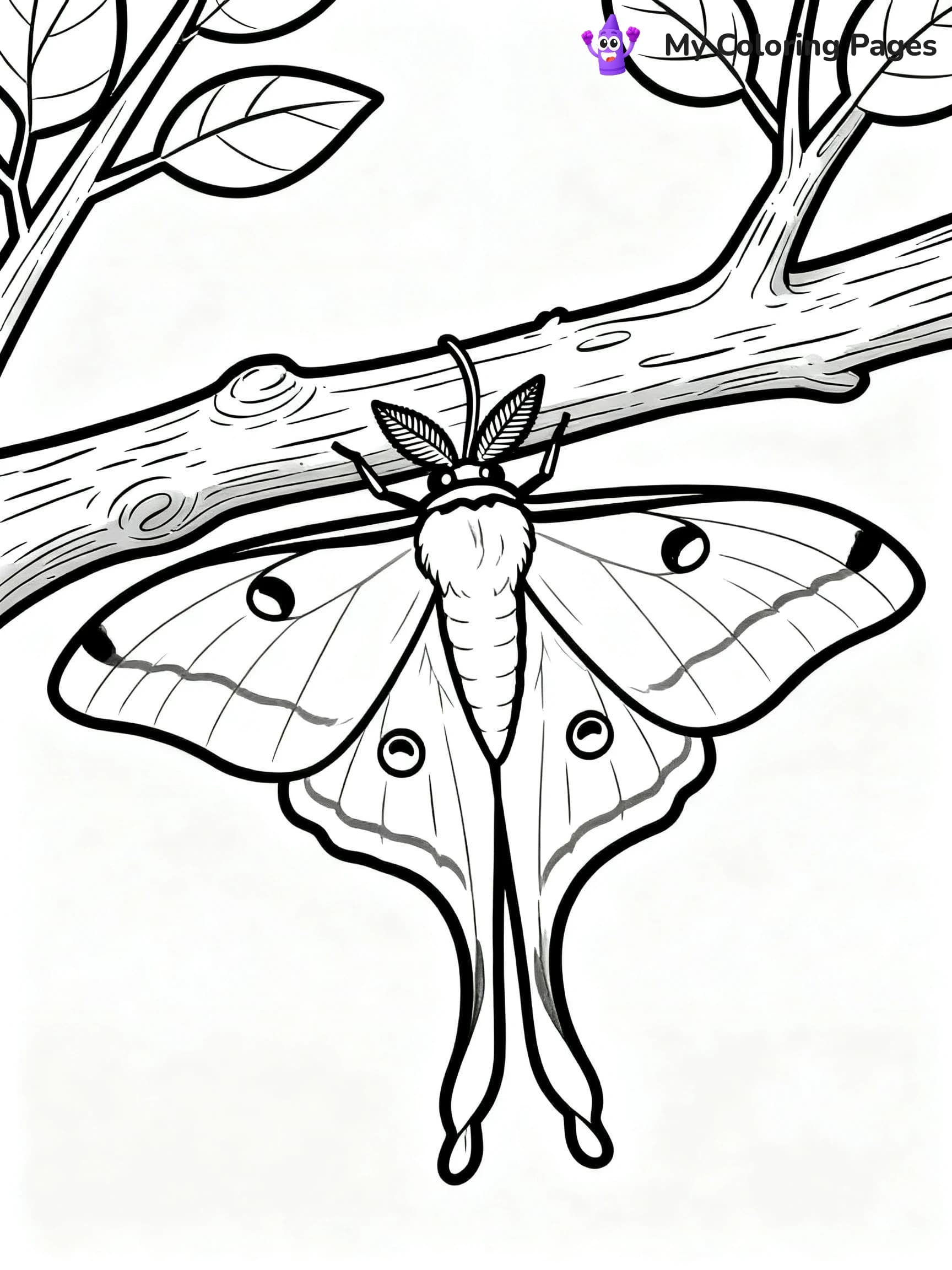 Luna Moth Coloring Pages - 3