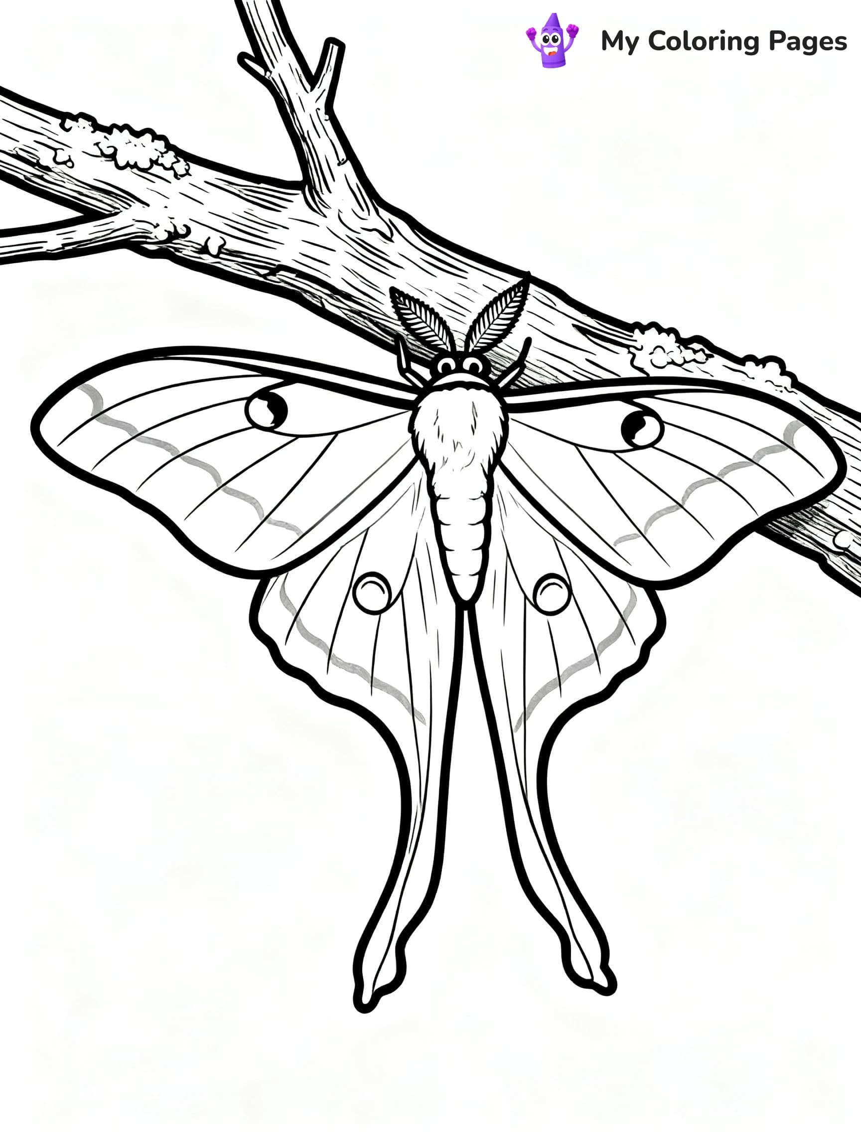 Luna Moth Coloring Pages - 1
