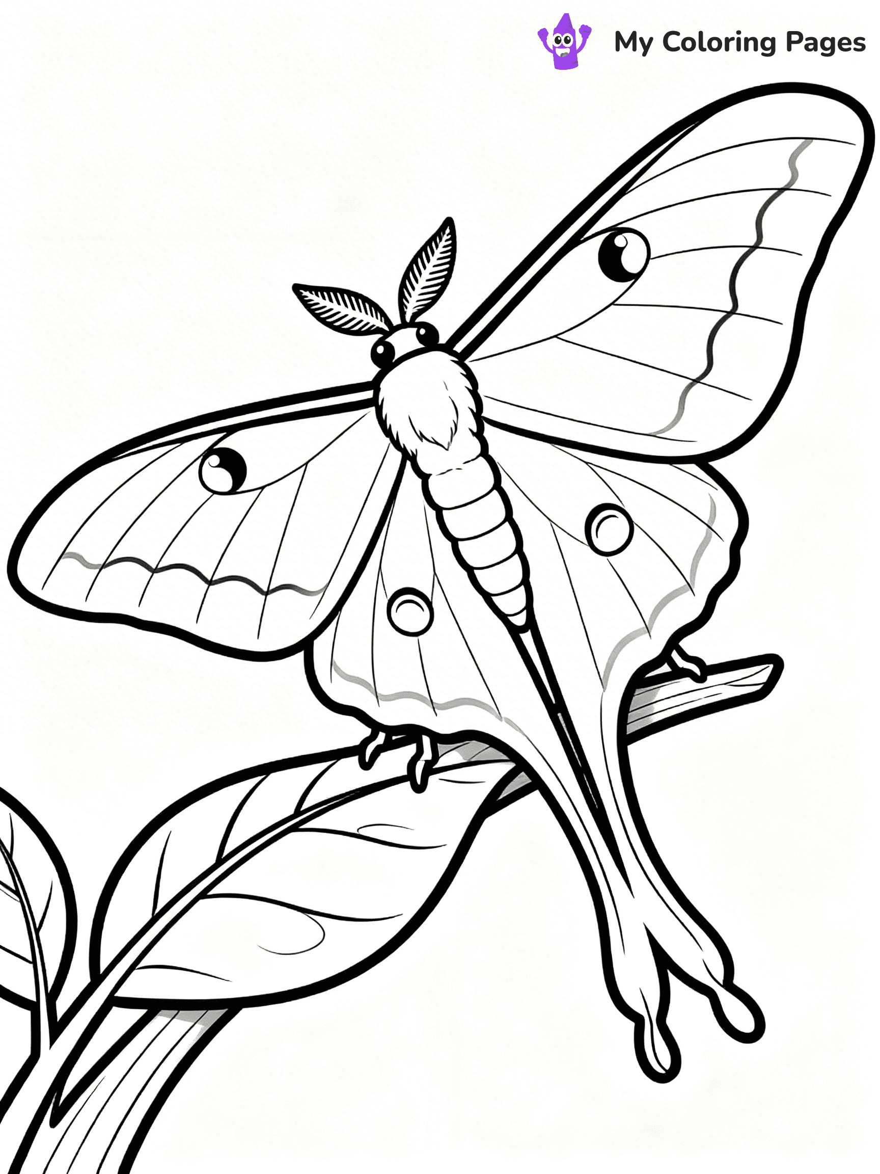 Moth Coloring Pages - 41
