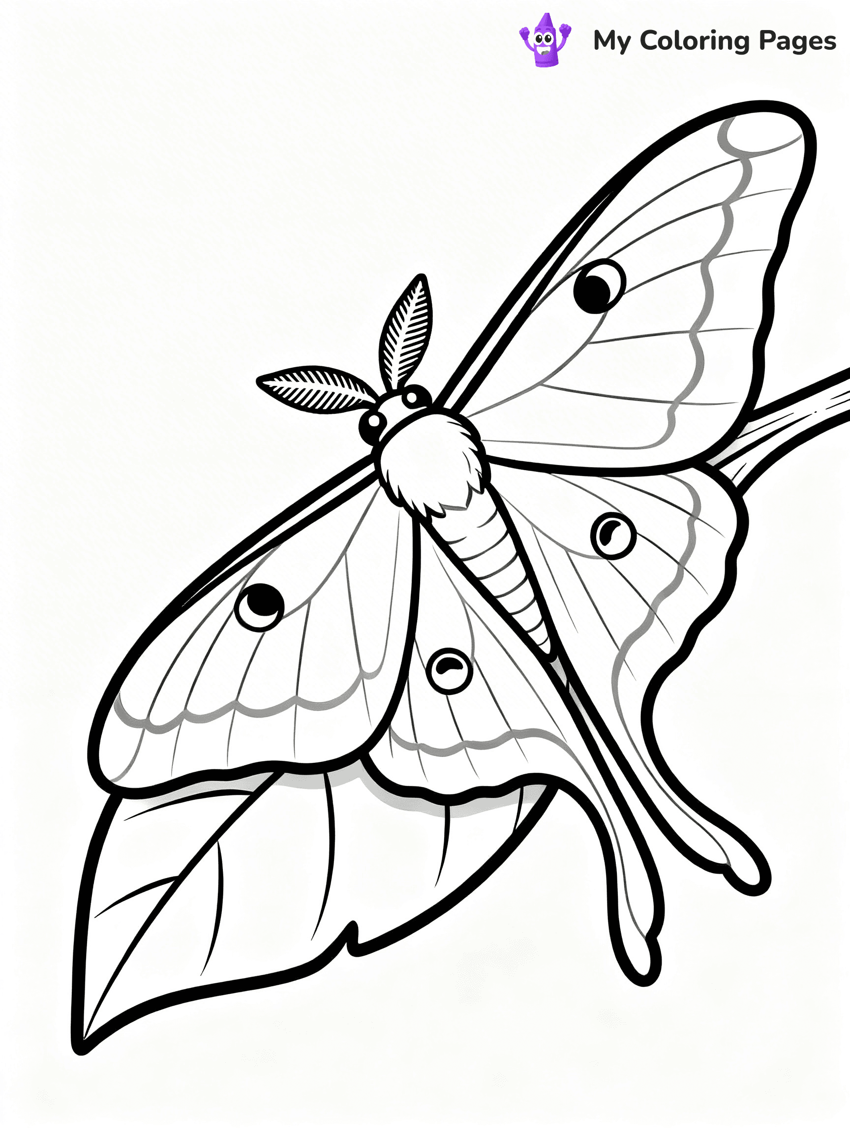 Moth Coloring Pages - 38